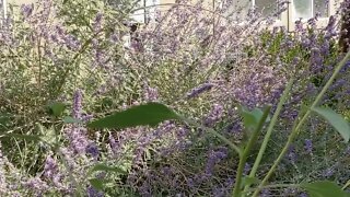 The Delights of Autumn | Wildflowers & Pumpkin Seeds