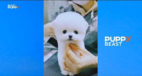 Mini Pomeranians Get Hair Cuts - So Cute!!
