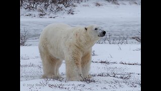 Polar Bears in the wild!