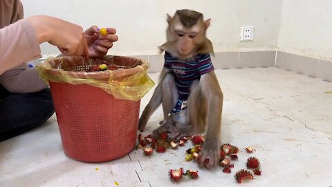 Smart Monkey help homework and Eating Fruit