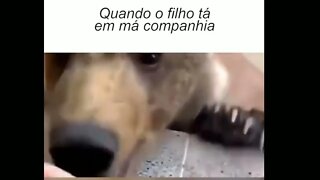 NÃO FALE DA MÃE DESSE CACHORRO 🤣 OU VAI LEVAR PROCESSO