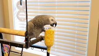 Bad life choices - parrot grabs a heavy ear of corn