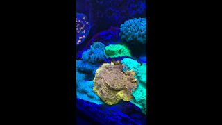 Reeves’ Reef corals for sale