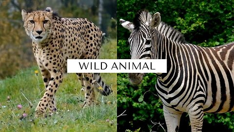Wild Animal Stock Footage - No Copyright Wild Animal Video - Royalty-Free Footage