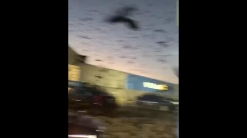 Group of birds swarms over cars in parking lot