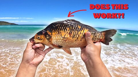 Using CARP as Fishing Bait OFF THE BEACH