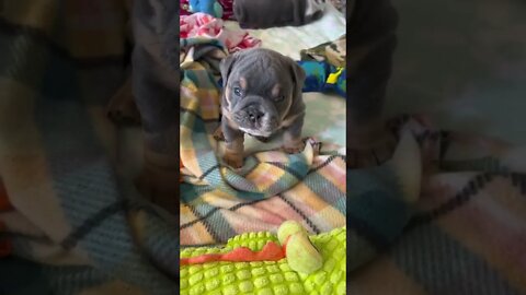 Blue puppy showing his character