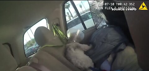 Las Vegas police rescue dog in hot car