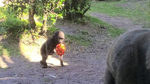 Baby Gorilla Ada with mommy at Animal Kingdom Disney Orlando Florida