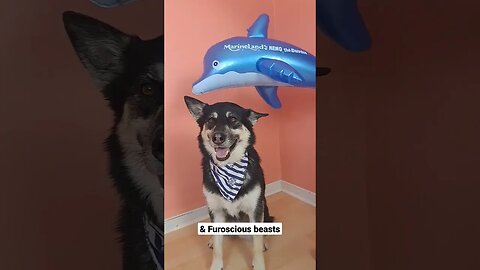 Maple & Freyas Sea Shanty Adventure #shorts #ytshorts #doggo #dogs #cute #gsd #husky