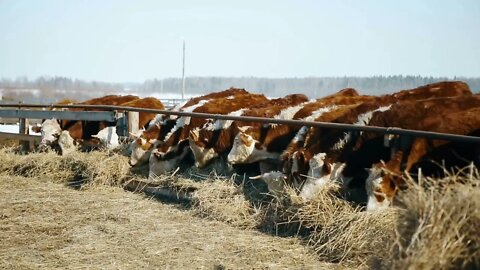 Frozen ows are grazing in winter