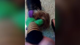 Tiny Puppy Tug-A-War