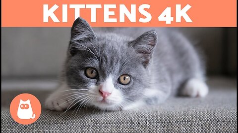 KITTENS 4K |Cute KITTEN VIDEOS in 4K 🧡