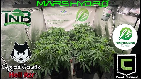 Copycat Genetix Hell Rzr week 1 flower @Mars Hydro fce4800 @TNB Naturals Hydrobucket @TNB Naturals