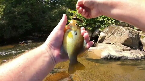 Another Smallmouth Fishing Adventure on the Beautiful Upper Rappahannock River