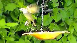 IECV NV #336 - 🐤 House Sparrows At The Backyard Feeder 5-21-2017