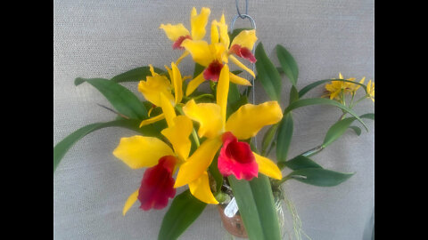 2022-03 March St. Augustine Orchid Society Virtual Show Table