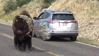 Bison Strolls Down Road 'Modeling' Massive Tree Branch