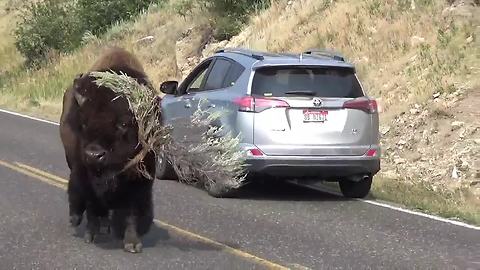 Bison Strolls Down Road 'Modeling' Massive Tree Branch