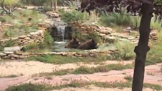 Bears (Part 2) in the yard. Larkspur, CO