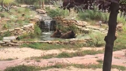 Bears (Part 2) in the yard. Larkspur, CO