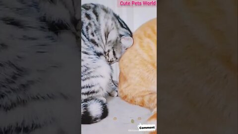Cute and funny cat videos/kitten#cat#kitty#funny kitten video#cute cat video#cute kitten #shorts