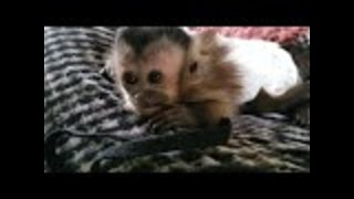 Adorable baby monkey has the hiccups