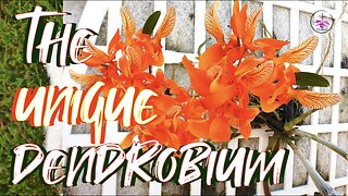 🍊Dendrobium unicum Inorganic Mount UPDATE | Bloom Fragrance Profile #ninjaorchids #carecollab