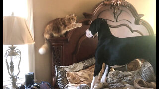 Funny Great Dane Puppy & Cat Love Playing In Bed Together