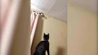 Cat Tries To Catch A Bug On A Wall