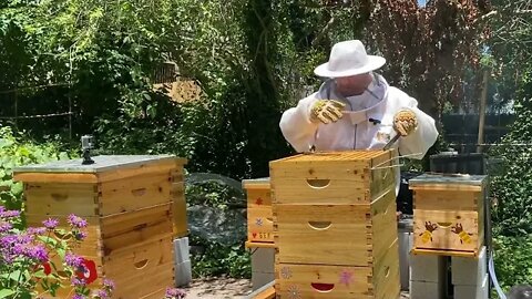 NEW BEE KEEPER WE MAY HAVE A PROBLEM WITH THE WALK AWAY SPLIT !