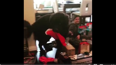 Family dog steals Christmas stocking
