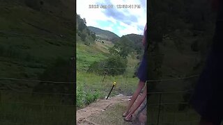 Security camera footage of moving goanna out of yard