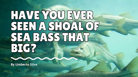 Have you ever seen a shoal of sea bass that big?