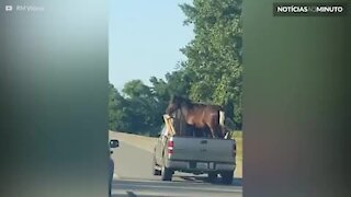 Vídeo flagra camionete transportando cavalo em Oklahoma