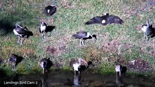 White Ibis Enjoying The Sun & Lagoon 🦩 11/03/22 16:03