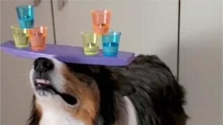 Conheça Rush: o cachorro equilibrista!