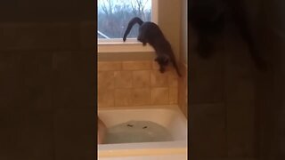 Crazy Cats On Crack! 💀 | Funny Animal Videos! #shorts#cats#comedy#compilation