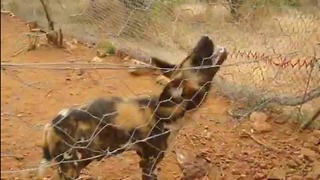 Rescued Wild Dog tries to bite water