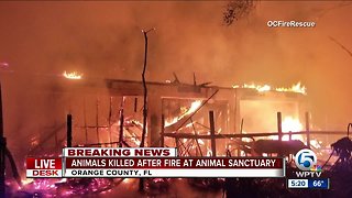 Dozens of animals die in fire at Florida wildlife sanctuary