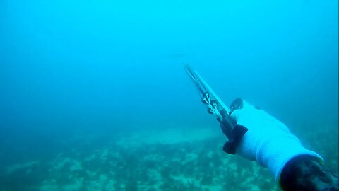 Aventura em Alto Mar | Mergulho em Apneia #spearfishing #pescasub #pescasubmarina