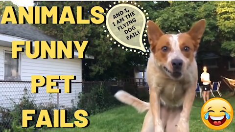 Animals FUNNY PET FAILS - Try Not Laugh