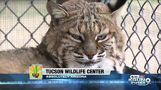 Tucson Wildlife Center proves to be a lifesaver and Absolutely Arizona