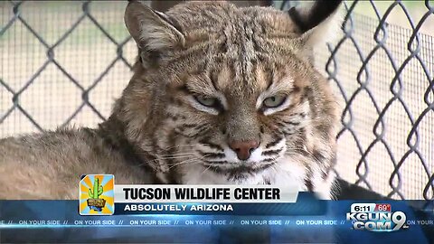 Tucson Wildlife Center proves to be a lifesaver and Absolutely Arizona