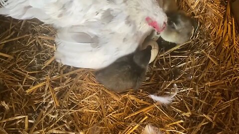 Momma Bantam Chicken Hatches Mutant Babies