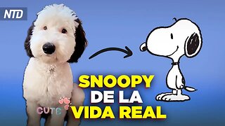 Cachorro se vuelve viral por su parecido a Snoopy