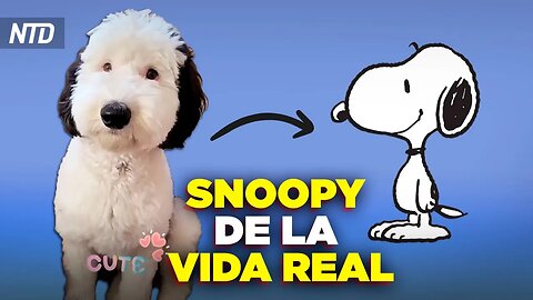 Cachorro se vuelve viral por su parecido a Snoopy