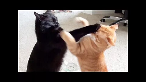 NINJA CATS! There's absolutely NOTHING MORE FUNNY! - Impossible TRY NOT TO LAUGH compilation