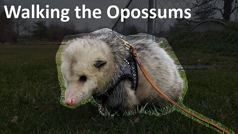 Walking Jasper and Lady Jane the Opossums
