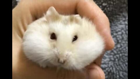 Un hamster attrapé les joues pleines de graines